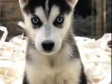 Vonalpet Garanti̇si̇yle Mükemmel Kali̇tede Husky   Yavrularimiz