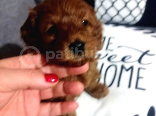 Poodle Ayarında Maltipoo Yavrularımız görsel