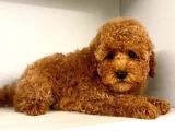 Üst Kali̇te Kore Red Brown Kani Toy Poodle Yavrulari̇mi̇z
