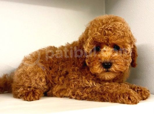 Üst Kali̇te Kore Red Brown Kani Toy Poodle Yavrulari̇mi̇z görsel