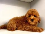 Üst Kali̇te Kore Red Brown Kani Toy Poodle Yavrulari̇mi̇z