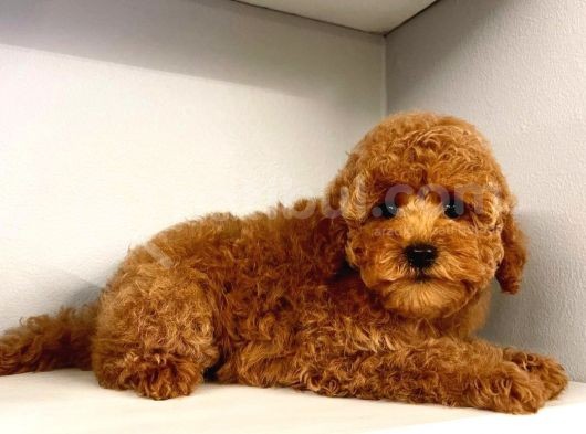 Üst Kali̇te Kore Red Brown Kani Toy Poodle Yavrulari̇mi̇z görsel