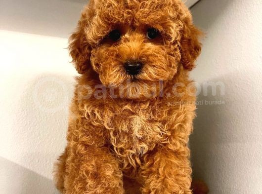 Üst Kali̇te Kore Red Brown Kani Toy Poodle Yavrulari̇mi̇z