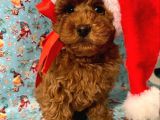 Show Kali̇te Red Brown Toy Poodle Bebekleri̇m