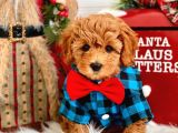 DÜNYA TATLISI RED BROWN TOY POODLE YAVRULARIMIZ