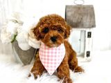 Sevi̇mli̇ Red Brown Toy Poodle Bebekleri̇mi̇z