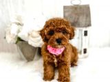 Sevi̇mli̇ Red Brown Toy Poodle Bebekleri̇mi̇z