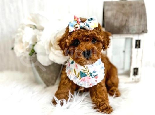 Sevi̇mli̇ Red Brown Toy Poodle Bebekleri̇mi̇z görsel