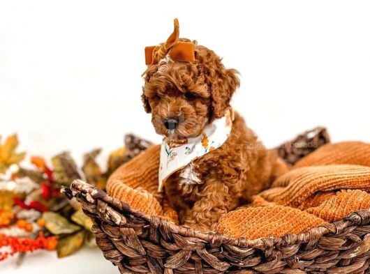 Dünya Tatlisi Red Brown Toy Poodle Yavrularimiz görsel