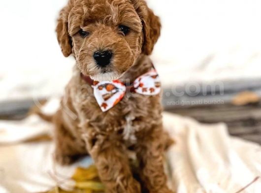 Red Brown Toy Poodle Bebekleri̇mi̇z Hazir görsel