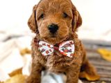 Red Brown Toy Poodle Bebekleri̇mi̇z Hazir