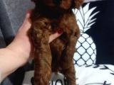 Poodle Ayarında Maltipoo Yavrularımız