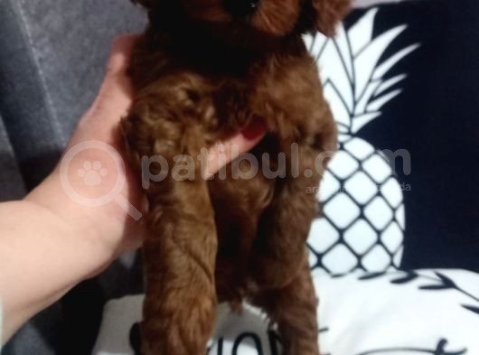Poodle Ayarında Maltipoo Yavrularımız görsel