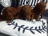 Poodle Ayarında Maltipoo Yavrularımız