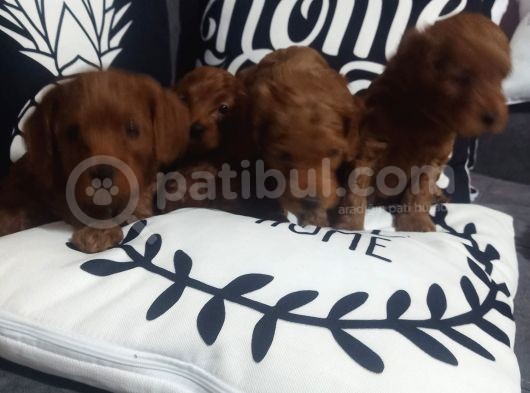 Poodle Ayarında Maltipoo Yavrularımız görsel