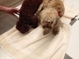 Poodle Ayarında Maltipoo Yavrularımız