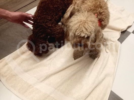 Poodle Ayarında Maltipoo Yavrularımız görsel