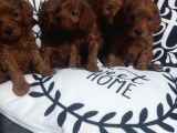Poodle Ayarında Maltipoo Yavrularımız