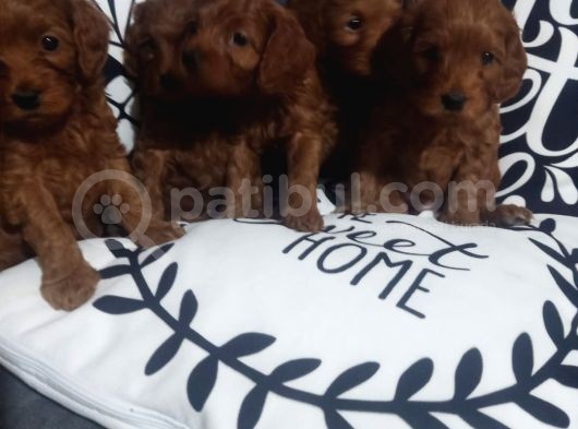 Poodle Ayarında Maltipoo Yavrularımız görsel