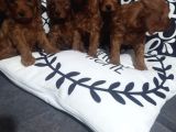 Poodle Ayarında Maltipoo Yavrularımız