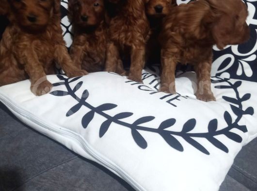 Poodle Ayarında Maltipoo Yavrularımız görsel
