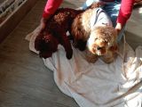 Poodle Ayarında Maltipoo Yavrularımız