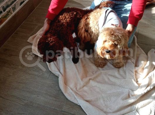 Poodle Ayarında Maltipoo Yavrularımız görsel