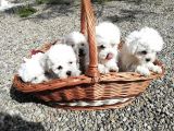 Mini Bichon Aşılı Yavrular