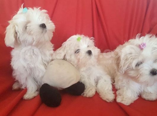 Maltese Mini Boy Yavrular görsel