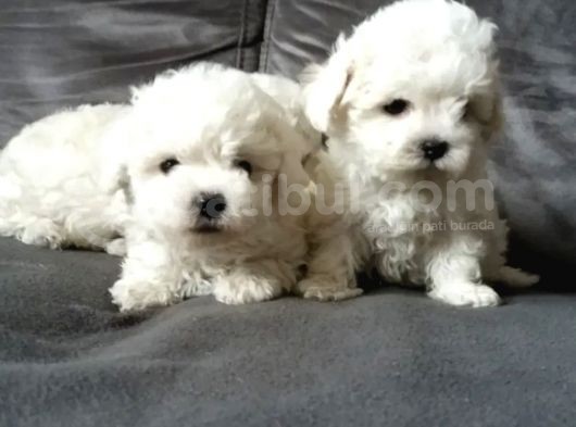 Bichon Güzel Yüzlü Yavrular görsel