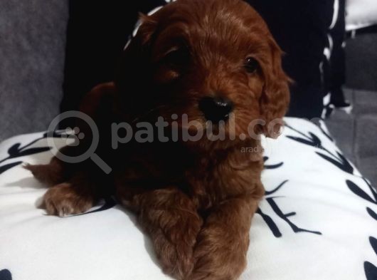 Poodle Ayarında Maltipoo Yavrularımız