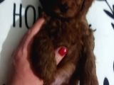 Poodle Ayarında Maltipoo Yavrularımız