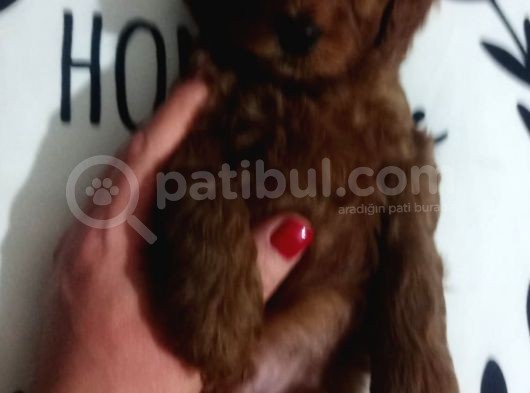 Poodle Ayarında Maltipoo Yavrularımız görsel