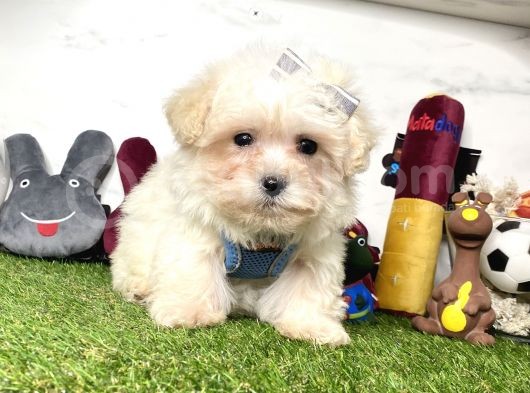 Krem Beyaz Maltipoo Sevimli Bebekler görsel