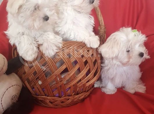 Maltese Mini Boy Yavrular görsel