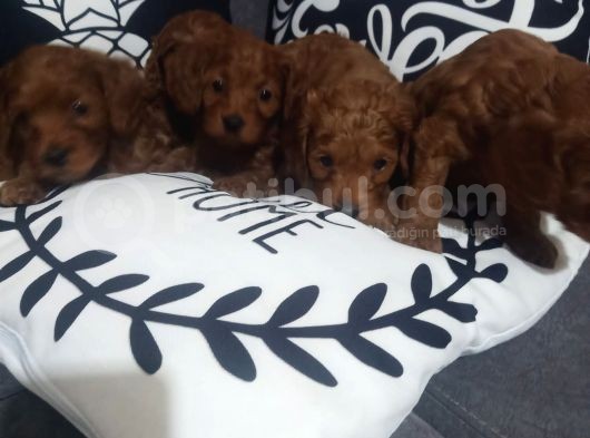 Poodle Ayarında Maltipoo Yavrularımız görsel