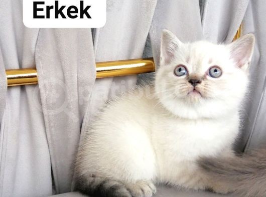 Scottish Fold Ve British Shothair Bebekler Teslime Hazır görsel
