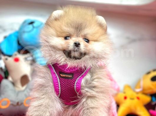 Safkan Pomeranian Boo Yavrularımız görsel