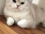 Bri̇ti̇sh Shorthai̇r Si̇lver 1 Yaşinda Erkek Mavi̇ Gözlü