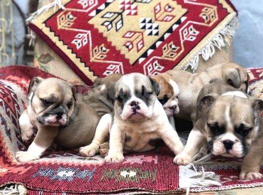 Ev Üretimi Safkan İngiliz Buldogg Yavrular