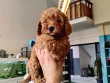 Red Toy Poodle Yavrusu