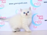 MUHTEŞEM YÜZ HATTI SİLVER BRİTİSH SHORTHAİR NS1133