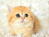 Golden renginin en güzel tonu ny11 british shorthair