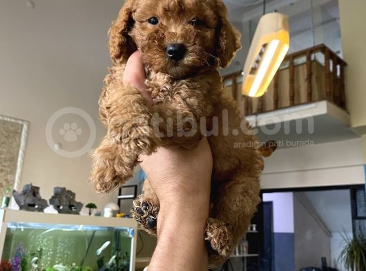 Red Toy Poodle Yavrusu