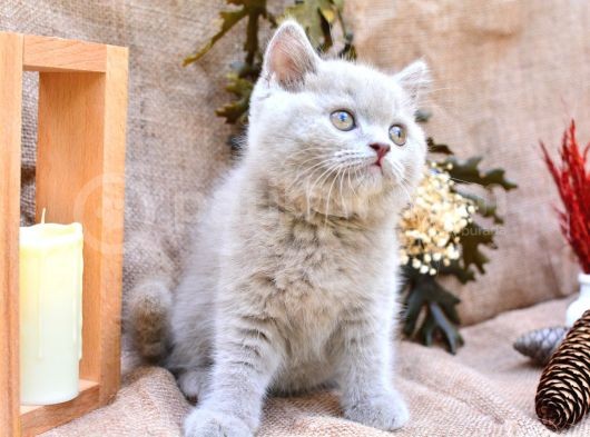 Sütlü Kahvemiz Lilac British Shorthair görsel