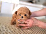 Kore Gen Hattina Sahi̇p Mükemmel Ötesi̇ Toy Poodle Yavrumuz