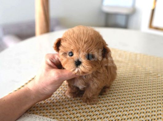 Kore Gen Hattina Sahi̇p Mükemmel Ötesi̇ Toy Poodle Yavrumuz