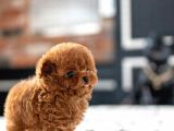 Red Brown Toy Poodle Yavrularimiz