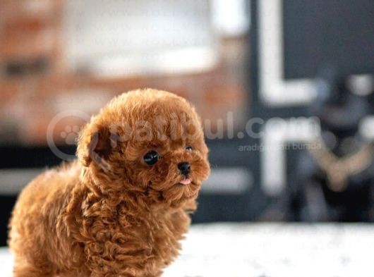 Red Brown Toy Poodle Yavrularimiz görsel