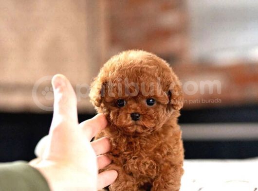 Red Brown Toy Poodle Yavrularimiz görsel